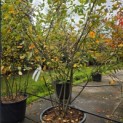 Amelanchier lamarckii - Foto 2