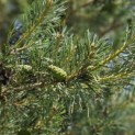 Pinus sylvestris 'Glauca' - 2