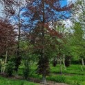 fagus sylvatica 'Atropunicea' - Afbeelding 8