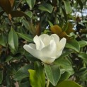 Magnolia grandiflora 'Goliath' - Foto 3