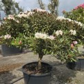 Rhododendron yakushimanum 'Hydon Velvet' - 2