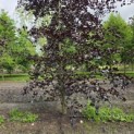 Fagus sylvatica 'Riversii' - Foto 3