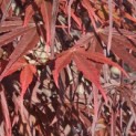 Acer palmatum 'Atrolineare' - 2