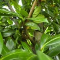 Prunus laurocerasus 'Novita' - Foto 5
