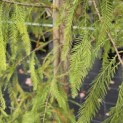 Taxodium distichum 'Shawnee Brave' - Foto 4