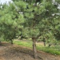 Pinus sylvestris - 6