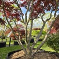 Acer palmatum 'Fireglow' - 1