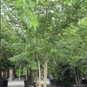 Celtis Occidentalis - 1