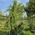 Taxodium distichum 'Pendulum' - Foto 1