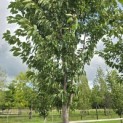 Prunus 'Sunset Boulevard' - Foto 1
