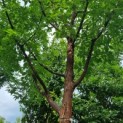 Acer griseum x nikoense - Foto 1