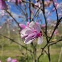 Magnolia loebneri 'Leonard Messel' - Foto 6