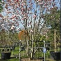 Magnolia 'Soulangeana' - Foto 5
