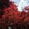 Acer palmatum 'Skeeter's Broom' - 4