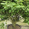 Hamamelis x intermedia 'Arnold Promise' - 3