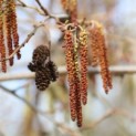 Alnus glutinosa - 1