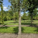 Quercus Suber - 5