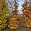 Fagus sylvatica - 1670 november 2023