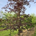 Fagus sylvatica 'Riversii' - Foto 3