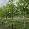 Morus alba 'White Berry' - Foto 2