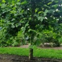 Platanus hispanica - Afbeelding 2