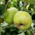 Malus domestica 'Schone van Boskoop' - impressie goudreinet