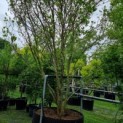 Magnolia liliiflora 'Nigra' - meerstammig