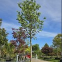Cercis siliquastrum 'Alba' - 2