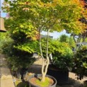 Acer palmatum 'Tsumabeni' - 1
