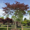 Acer palmatum 'Trompenburg' - Foto 1