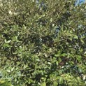 Quercus ilex - 8