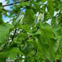 Magnolia Tripetala - Afbeelding 4