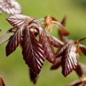 Fagus sylvatica 'Purple Fountain' - impressie jong rood blad in het voorjaar