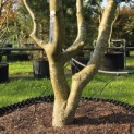 Sycoparrotia semidecidua - Foto 1