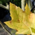 Platanus x hispanica 'Alphen's Globe' - 1