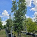 Quercus ilex - 1