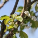 Prunus avium 'Bigarreau Burlat' - Foto 1
