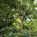 Carpinus betulus - 2