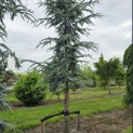 Cedrus libani 'Glauca' - 2