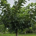 Morus alba 'Macrophylla' - Foto 5