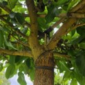 Morus alba 'Macrophylla' - Foto 6