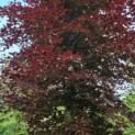 Fagus sylvatica 'Atropunicea' - Afbeelding 3