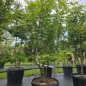 Acer palmatum 'Osakazuki' - Foto 1
