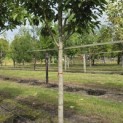 Magnolia 'Wada's Memory' - Foto 1