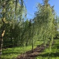 Salix x sepulcralis 'Chrysocoma' - Foto 3