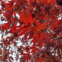 Acer palmatum 'Bloodgood' - 1