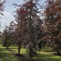 Fagus sylvatica 'Atropunicea' - 2