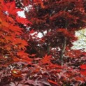 Acer palmatum 'Bloodgood' - 8