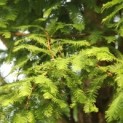 #163 Metasequoia glyptostroboides Chinesischer Urweltmammutbaum