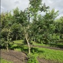 Rhus typhina - 5